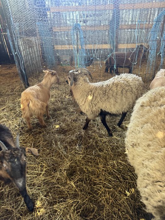 Oi  carabase,capre,oi camerun