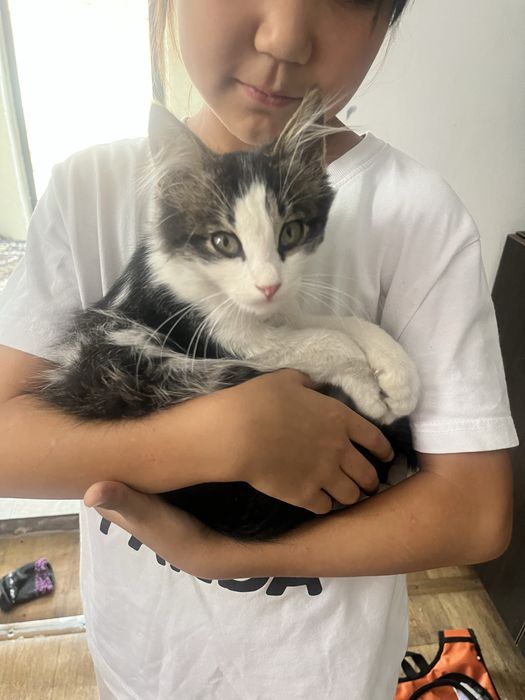 Отдам котенка в добрые руки
