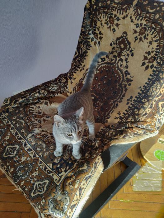 Котята, возраст пять месяцев