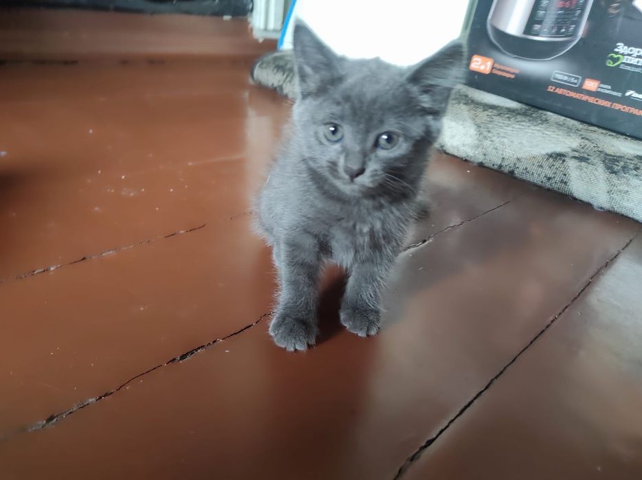 Ищем для котят добрые руки!!
