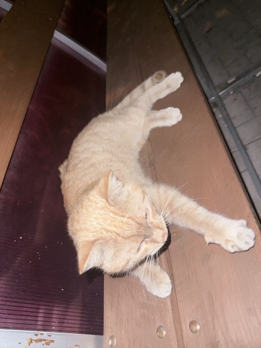 Отдам кота в добрые руки