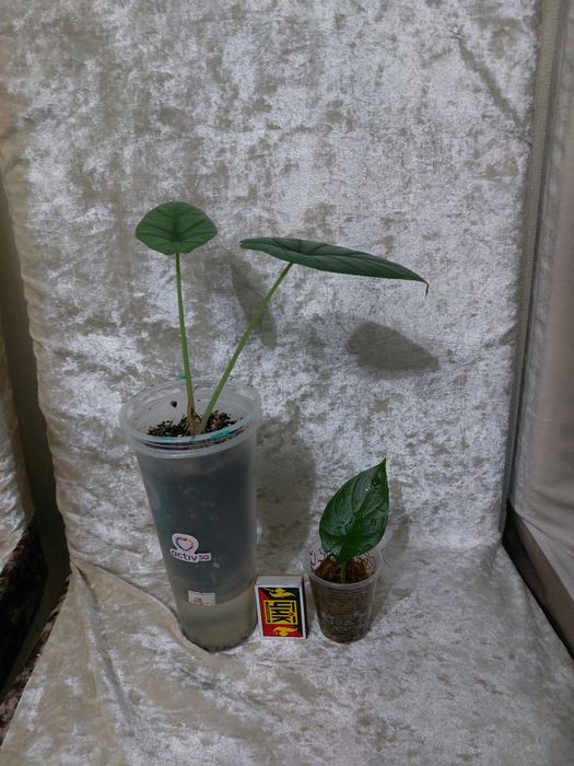 Комнатные растения