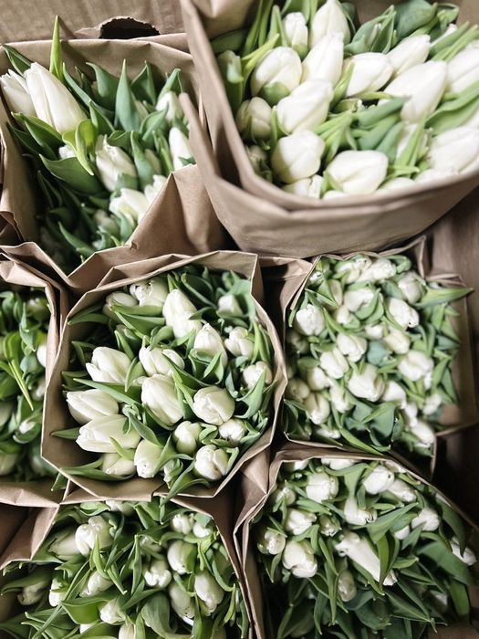 Тюльпаны оптом по 350 тг