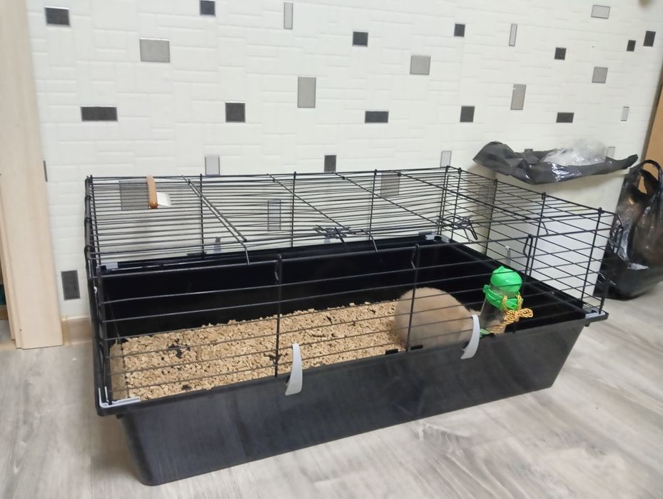 Продам декоративного кролика