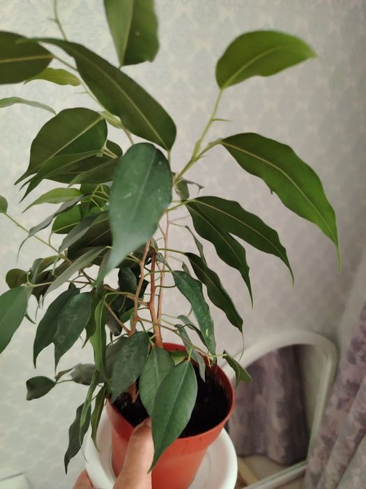 Продам цветы, комнатные
