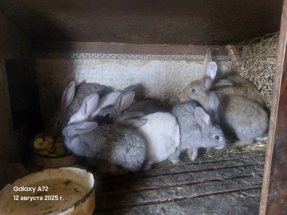 Кролихи и кролята