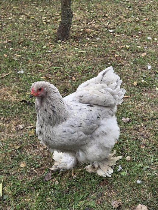 Gaini la flache brahma light