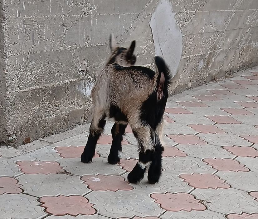 Лақ сатылады Альпии