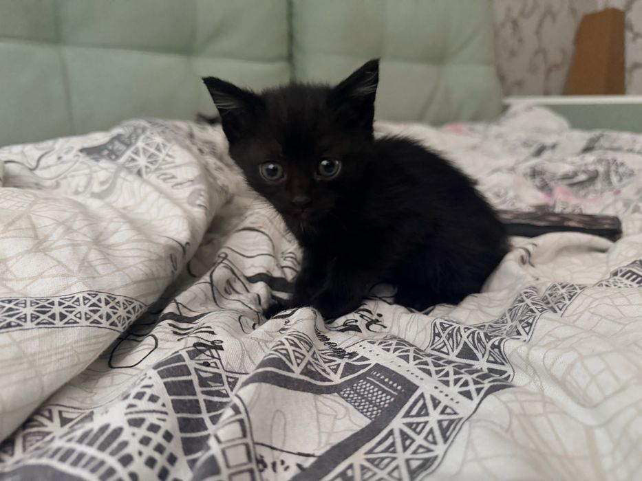 Отдам красивых котят