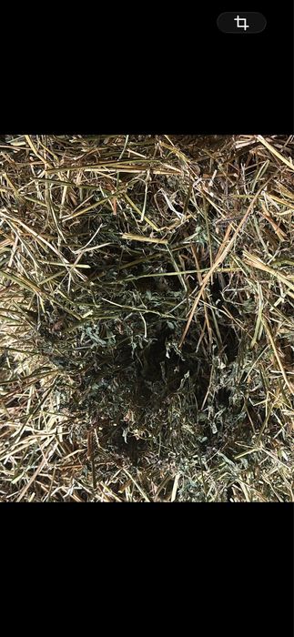 Vand baloti de lucerna si fan