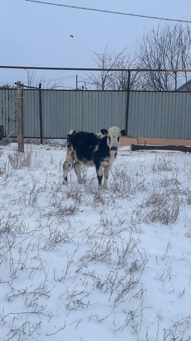 Баспак қашар сүтті сиырдың баласы