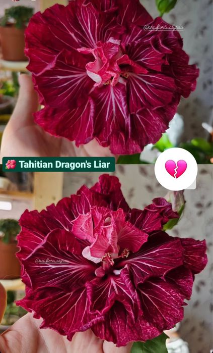 Сортовые гибискусы излишки