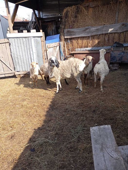 Продам кошкара на племя