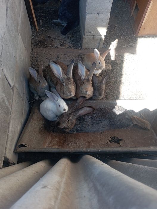 Кролики на продажу