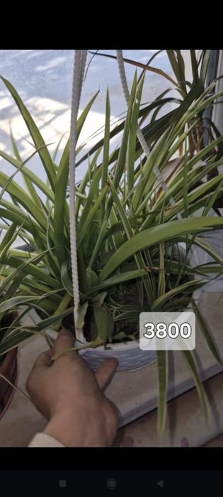 Бөлме гүлдері сатылады.