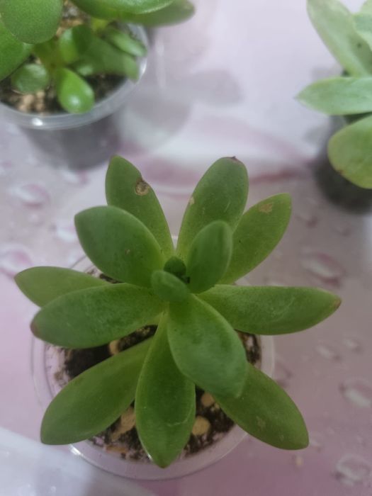 Продам Сукуленты