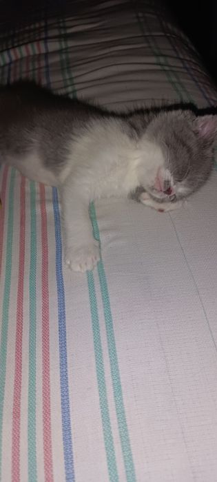 Продаётся котята