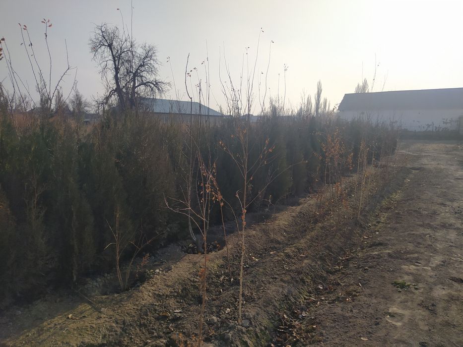 Продается Туя и Берёза