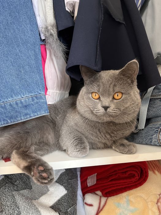 Отдам даром британского кота