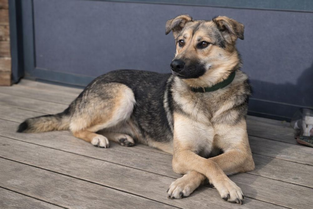 Собака Стелла ищет дом