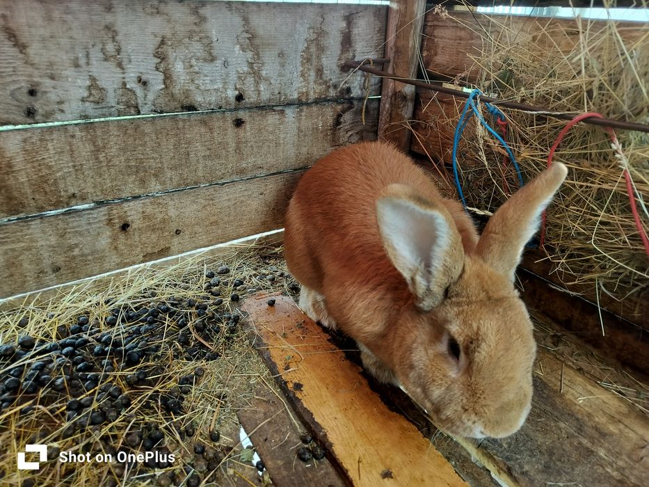 Iepuri diferite marimi