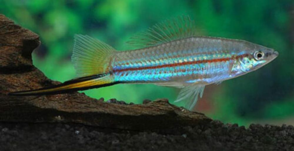 Аквариумные рыбки