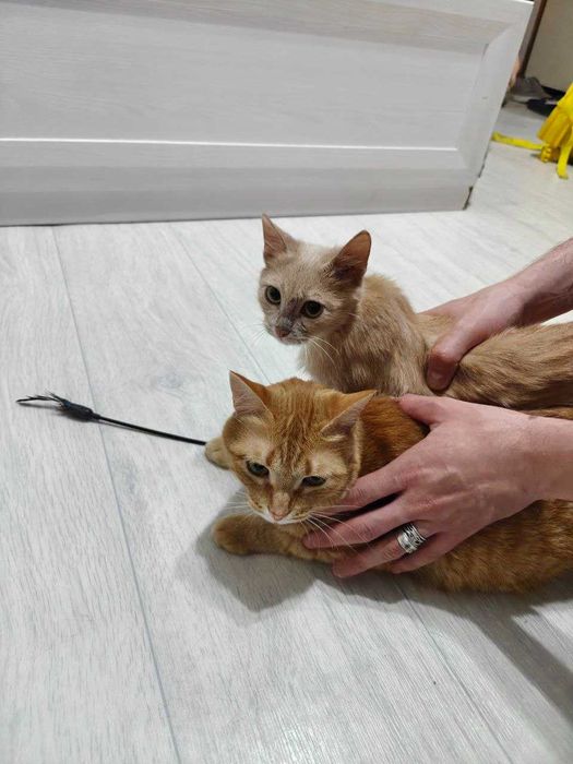 Котёнок ищет семью