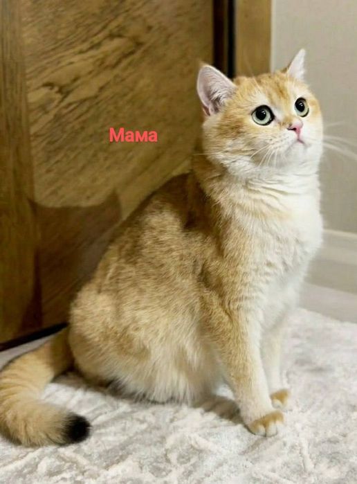 Мальчик и девочка Британцы Золотая Шиншилла