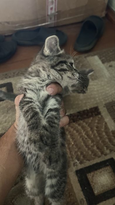 Милые котята 2 месяца