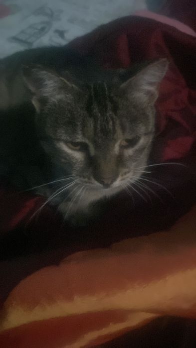 Pisicuta sterilizata pentru adoptie