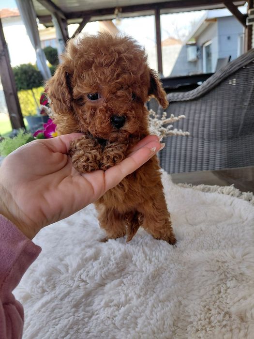 Той и Мини пудел