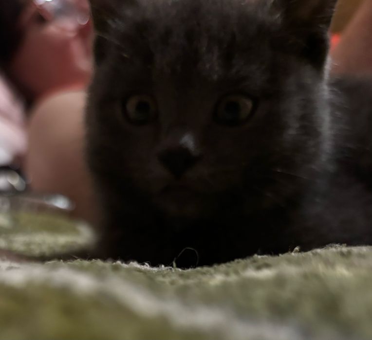 Кошечка британец
