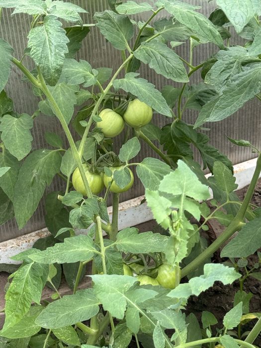 Продам дом со всеми удобствами