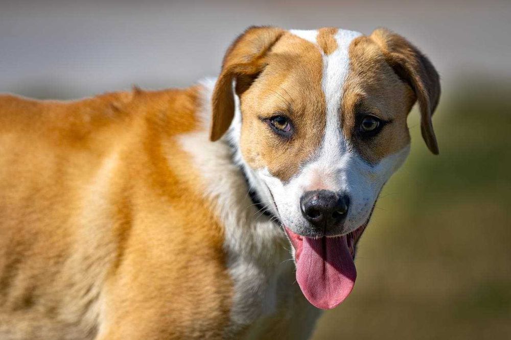 Собака (3 года) в добрые руки