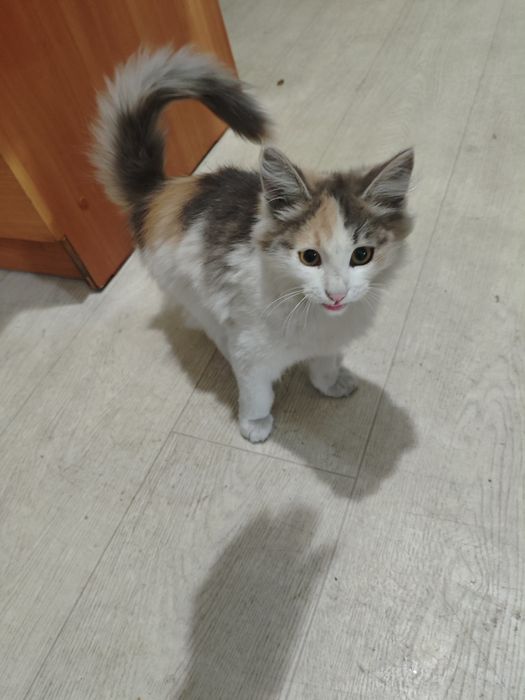 Котята в хорошие руки, две девочки