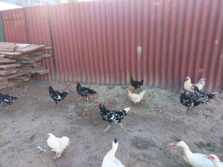 Продается куры Астралоб