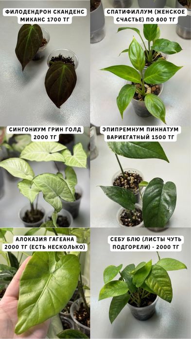 Комнатные растения