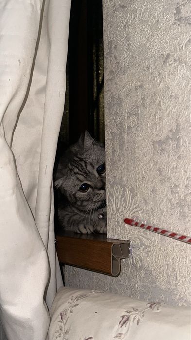 Британский Шиншила