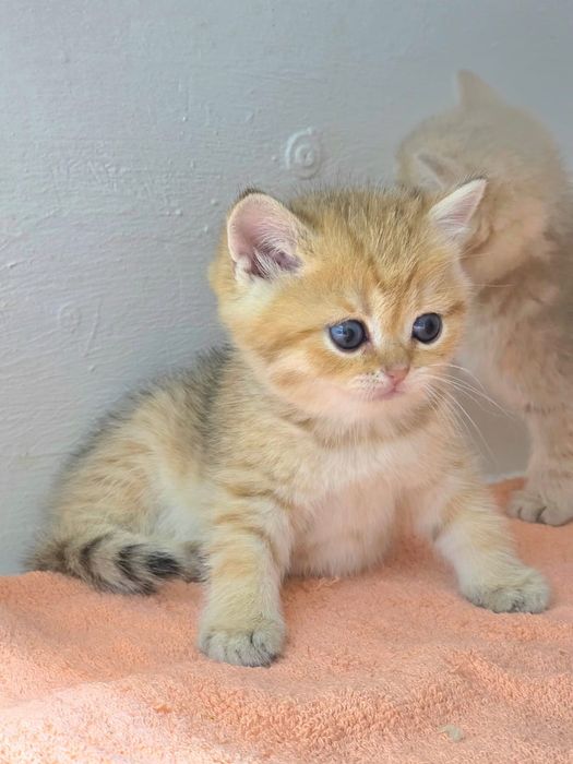 Котята  британские шиншиллы
