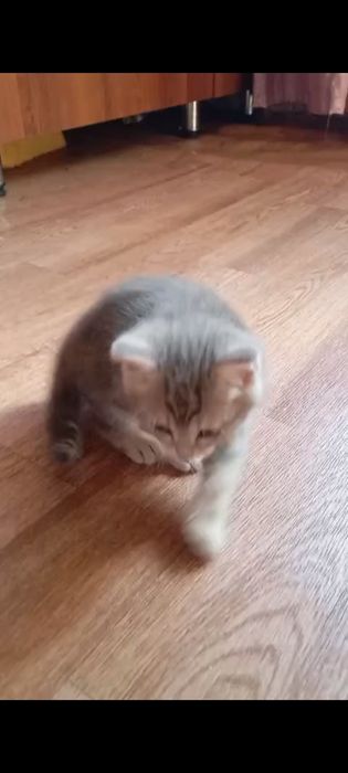 Шотлански котята1,5. Приучены.
