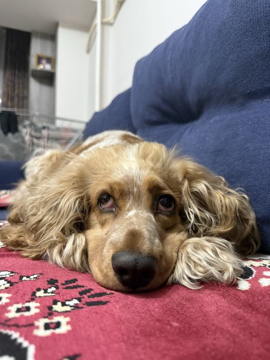 Вязка английский кокер спаниель