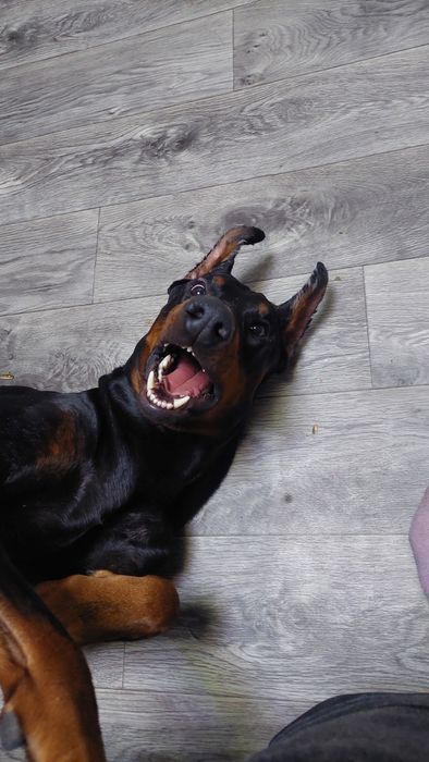 Ищу подружку для Добермана