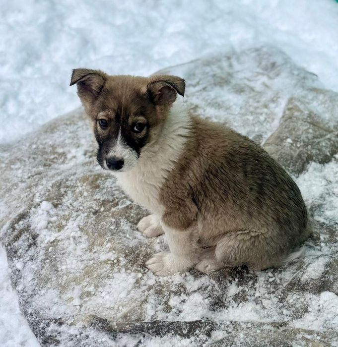 Лапочка девочка в добрые руки. Собака. Щенок.