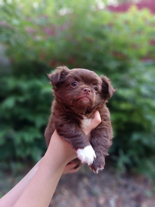 Чихуахуа мальчики и девочки д.ш