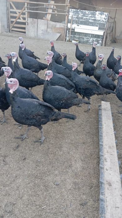 Үндіктер сатылады. 30000