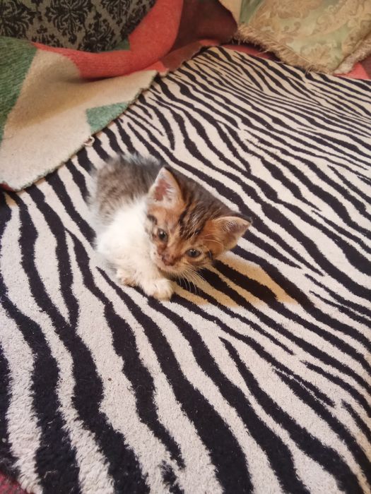 Отдам котят хорошие руки