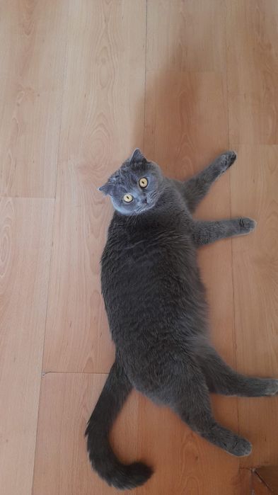 Шатланские котята. Город Астана