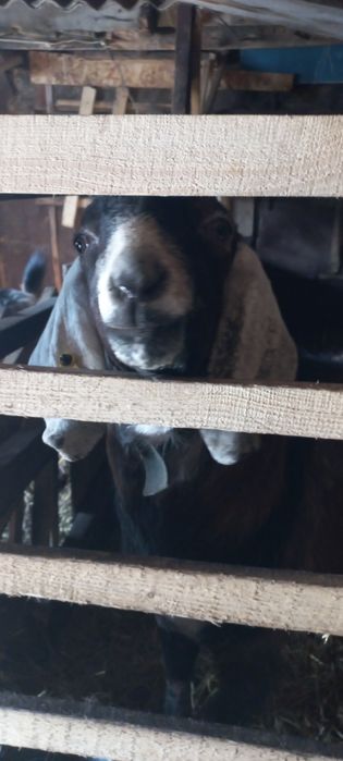 Продам Козла пародистый