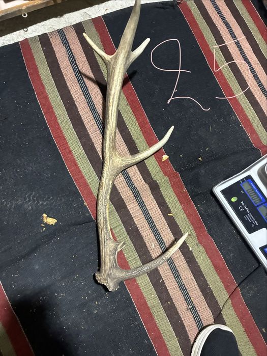 Рога елен сръндак трофей паралия софра маса