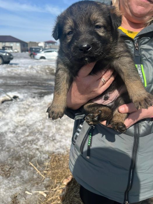 Щенки бесплатно, девочки